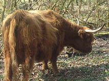 Amsterdamse Bos