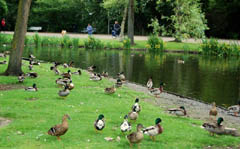 Oosterpark Amsterdam birds