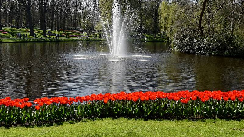 Atrakcja Amsterdamu Fontanna w ogrodzie kwiatowym Keukenhof