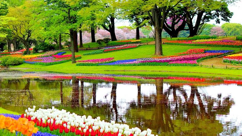 Atrakcja Amsterdamu Keukenhof ?ąka z ogrodem kwiatowym
