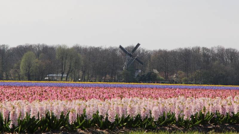 Giardino di fiori di Keukenhof dell'attrazione di Amsterdam mulino a vento