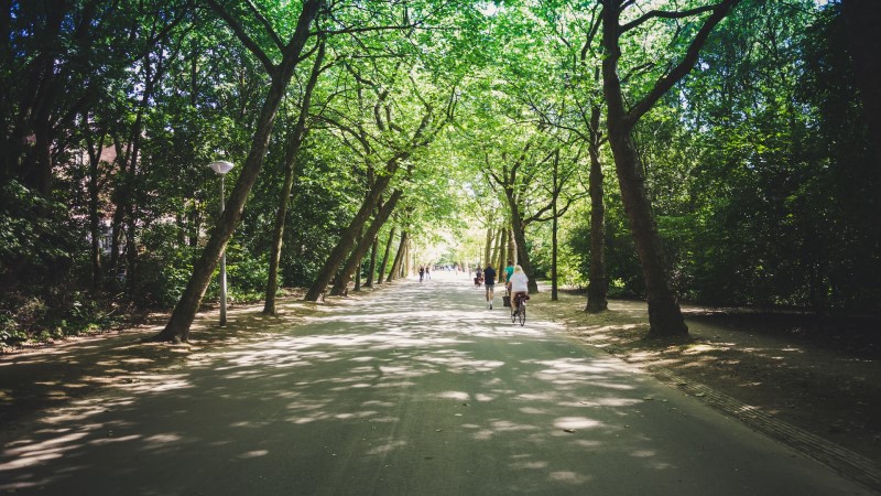 Amsterdamer Park Vondelpark Bäume