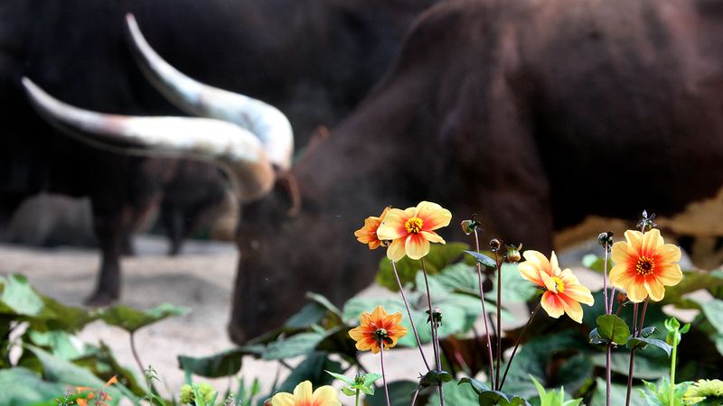 A watusi cow at Amsterdam Artis Zoo